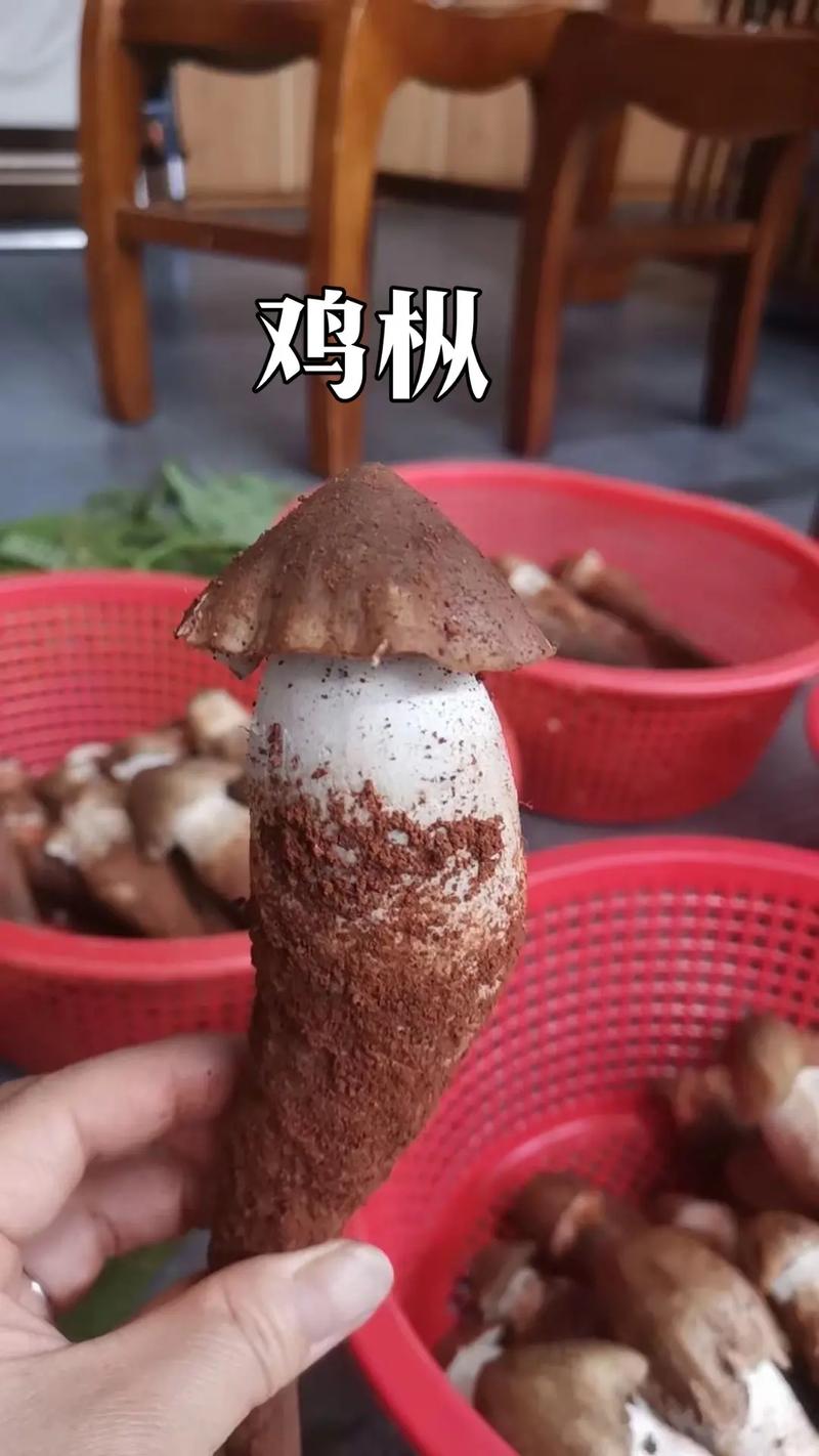 云南菌子怎么吃「云南吃菌子的地方有哪些」 教育法律 云南菌子怎么吃「云南吃菌子的地方有哪些」 云南菌子怎么吃「云南吃菌子的地方有哪些」 教育法律
